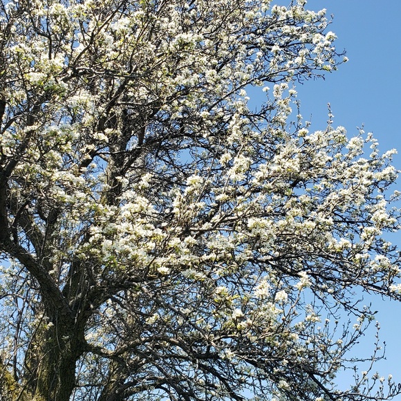 Meet your Posher, Diata - Picture 1 of 1